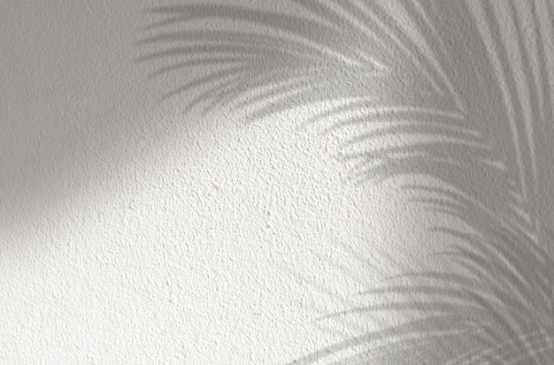 Shadow Palm Leaves silhouette on white concrete wall backgroundTropical Coconut Leaf Overlay on grey cementBanner Mock up Product Presentation for Spring Summer