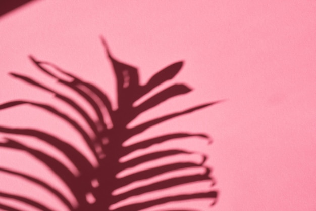 Shadow of a palm tree branch on a pink surface, texture background mockup for presentation of your product