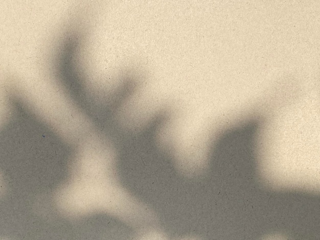 Shadow of a plant on a beige background