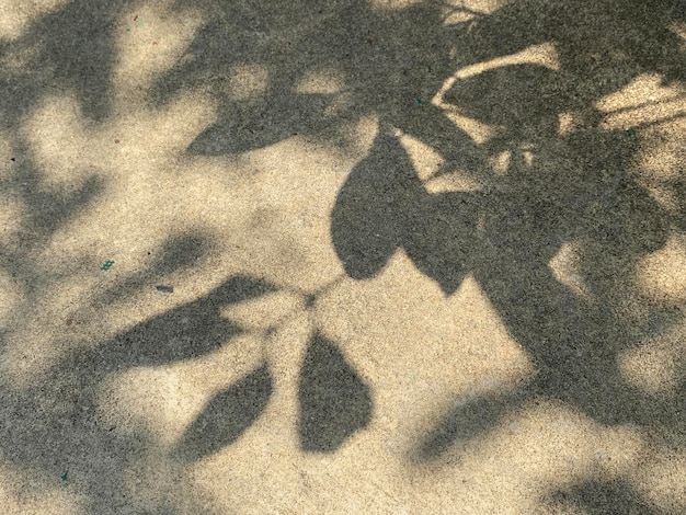 A shadow of a plant on a sidewalk