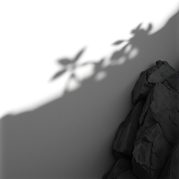 a shadow of a plant on a wall and a shadow of a rock