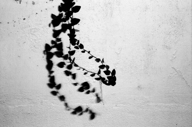 Photo shadow of plant on wall