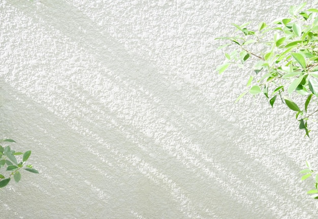 Shadow with leaves branch on white concrete wall