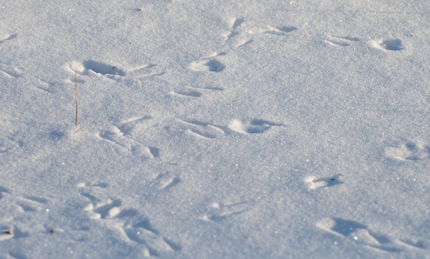 Shadows and bird tracks on the snow on a sunny December morning. Western Siberia