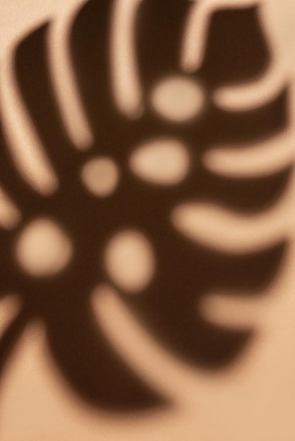 Shadows from monstera leaves