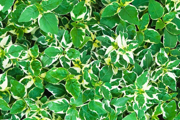 Shadows of green leaves branches.