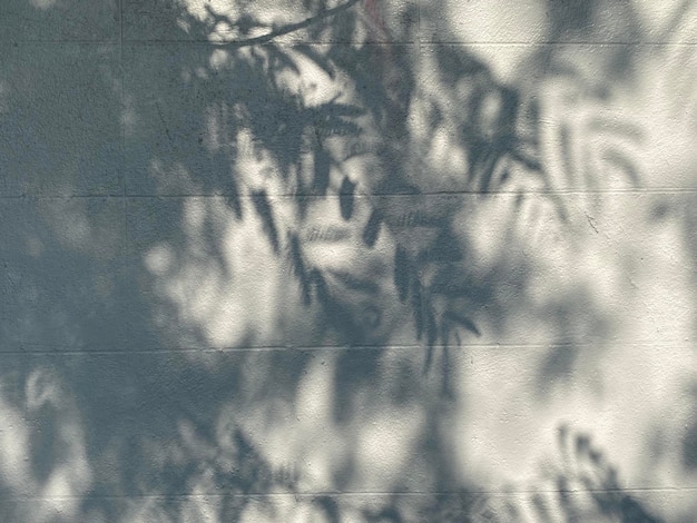 Shadows of leaves on a wall