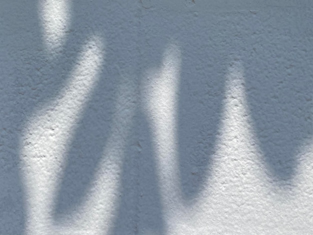 Shadows of leaves on a white wall