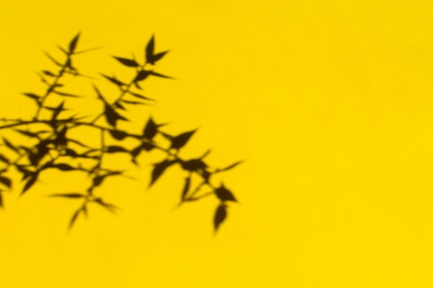 Shadows nature yellow background.