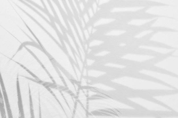 Shadows of palm leaves branches over white wall