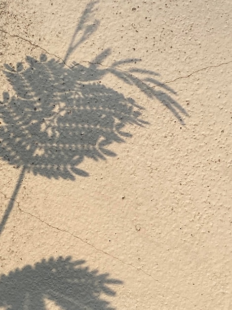 Shadows of plants on a concrete surface