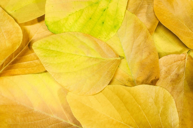 Shadows of yellow leaves branches