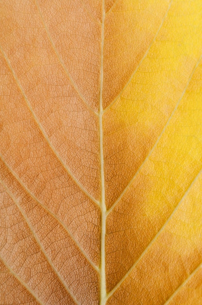 Shadows of yellow leaves branches.