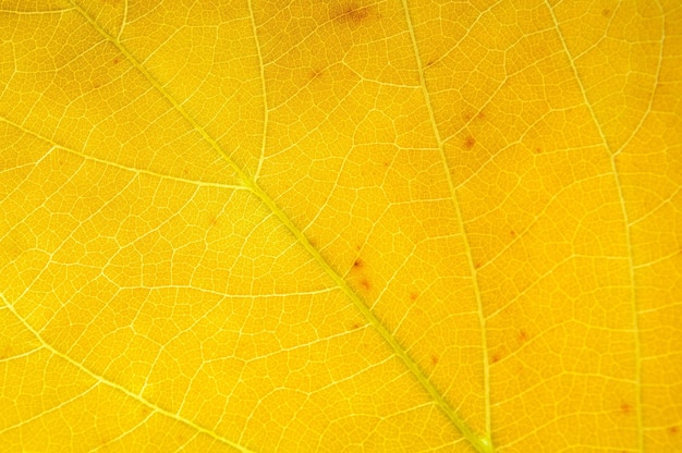 Shadows of yellow leaves branches.