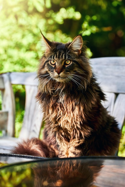 Shaggy big cat sitting on a white bench in a sunny park