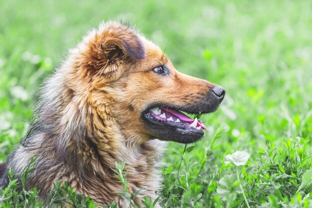 Shaggy brown dog on grass