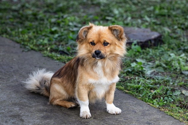 Shaggy dog ââwith sad eyes smtrit at the camera