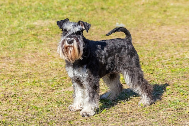 Shaggy dog breed miniature schnauzer in the park on the grass in sunny weather