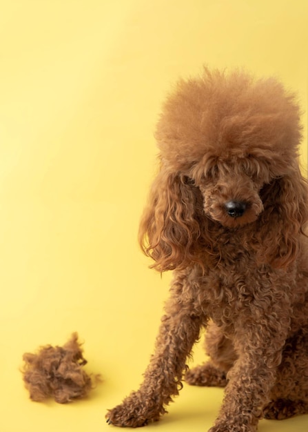 A shaggy miniature poodle sits on a yellow background next to a piece of shorn wool