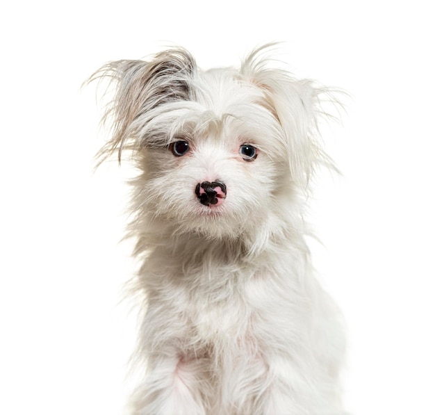 Shaggy White YorkiePom dog isolated on white mixedbreed Pomeranian and Yorkshire Terrier