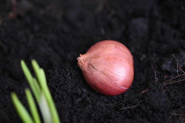 Shallot grow on soil ground in pot plants grow organic garden Onions are ready to grow planted shallot on ground