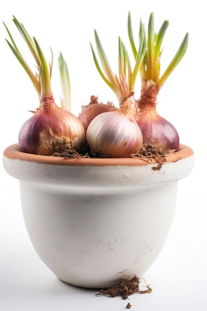 Shallots Growing In White Pot On White Background Generative AI