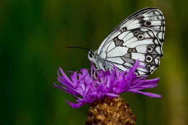 Shallow focus of a beautiful white butterfly with black dots on a flower