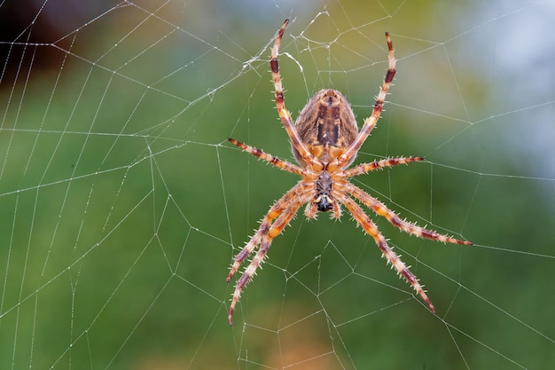 Shallow focus of a big spider isolated on its web