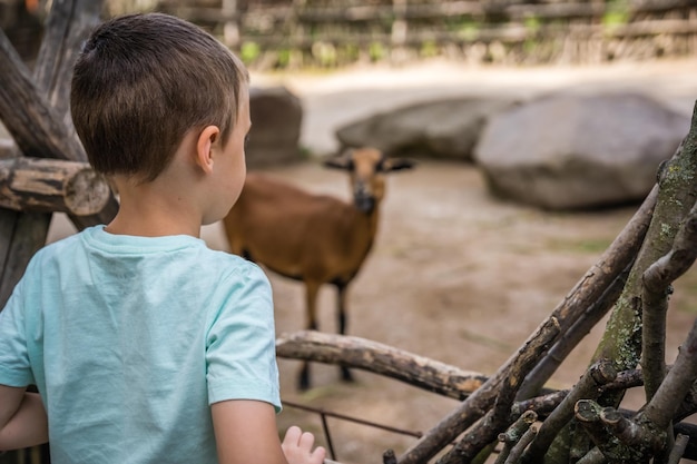 Shallow focus of a kid watching animals at a zoo under the sunlight