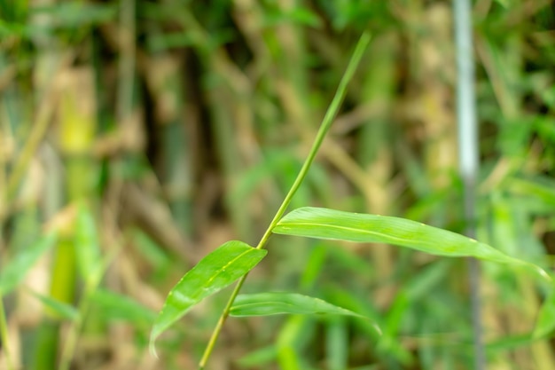 Shallow focus shot of Japanese stiltgrass green plants with blur background