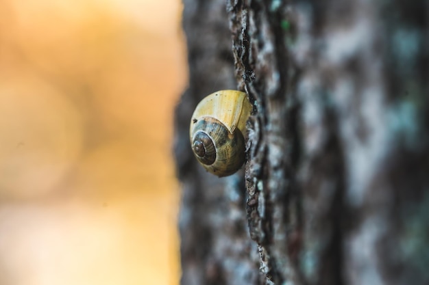 Shallow focus of a snail on a wood