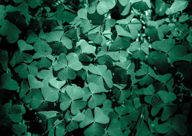 Shamrock Clover Natural dark Background Natural green background Plant and herb texture Green clover leaves for natural cosmetics