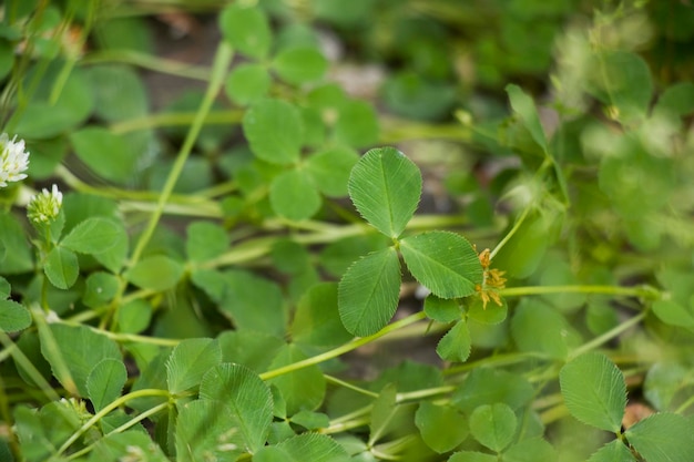 Shamrock green grass and field background