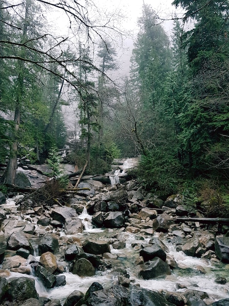 Shannon Falls