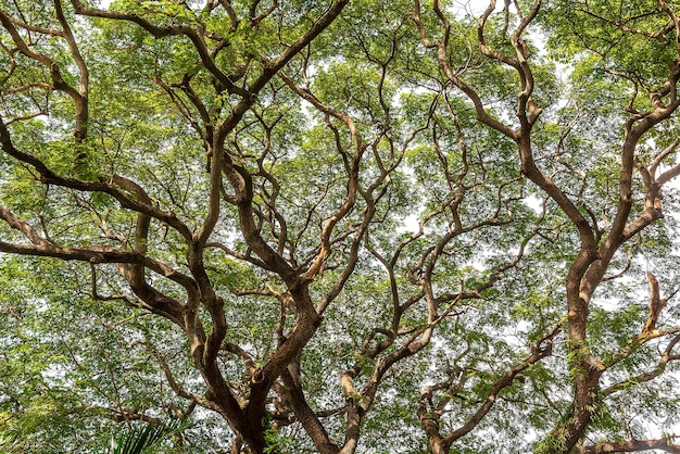 Shape of banyan tree branch with green leaf for natural background material