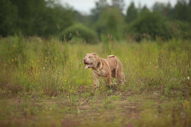 Shar pei dog on a walk in a park