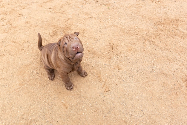 Shar Pei puppy for a walk