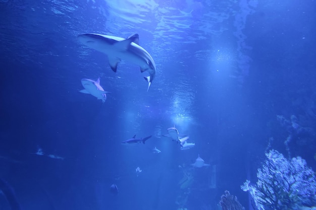 Shark on the seabed Diving in blue water