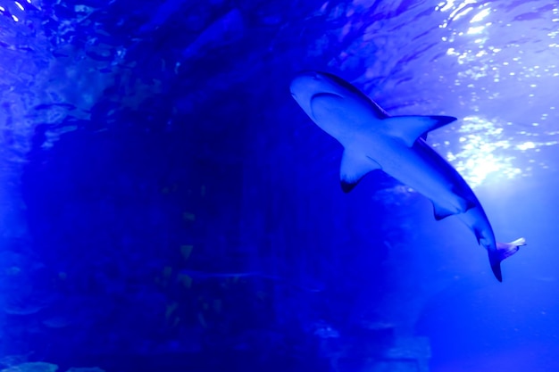 Sharks and small fish swimming in aquarium deep blue shades