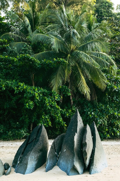 Sharp rocks on beach with tropical forest background