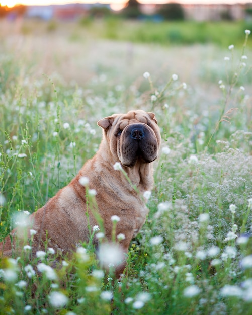 Sharpei dog on flowered field