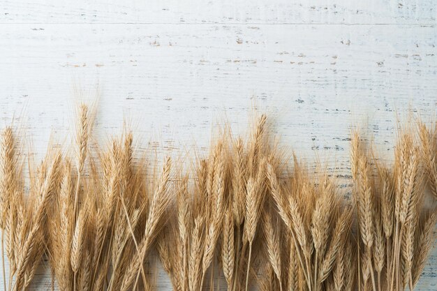 Shavuot jewish holiday celebration Bouquet of golden ripe wheat with blue ribbon White wood board table with field of wheat Background for Shavuot celebration Top view Mock up