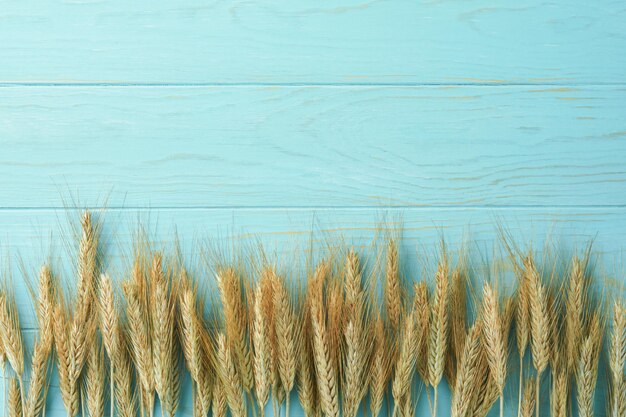 Shavuot jewish holiday celebration Bouquet of golden ripe wheat with blue ribbon White wood board table with field of wheat Background for Shavuot celebration Top view Mock up