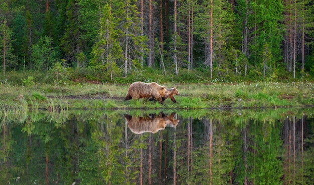 She-bear with a cub bear walks along the edge of a forest lake with a stunning reflection