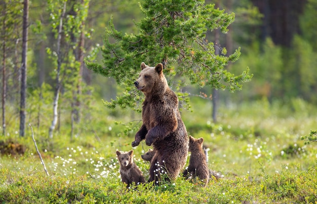 She-bear with three cubs in the forest