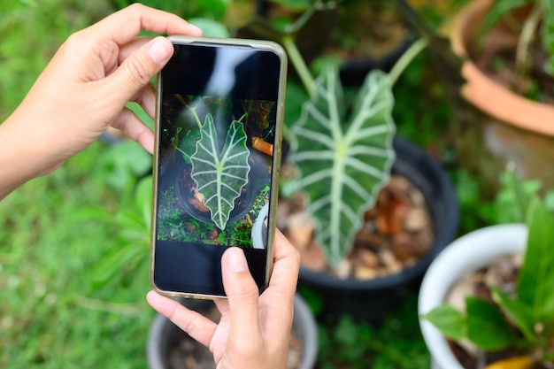 She was using his phone to take pictures of the plants to check the integrity. before posting for sale on social media