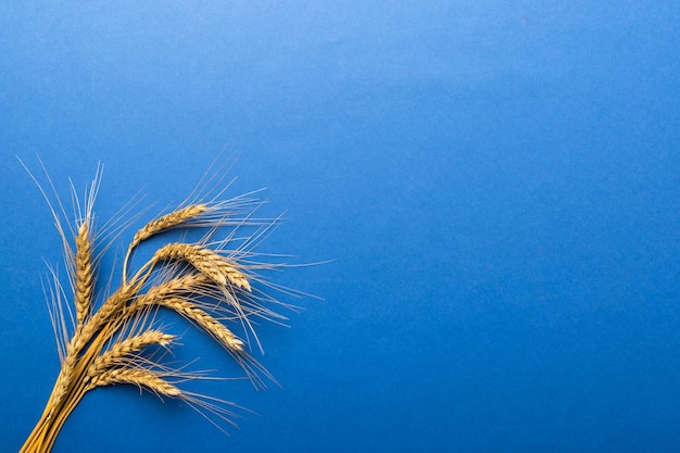 Sheaf of wheat ears close up and seeds on colored background Natural cereal plant harvest time concept Top view flat lay with copy space world wheat crisis