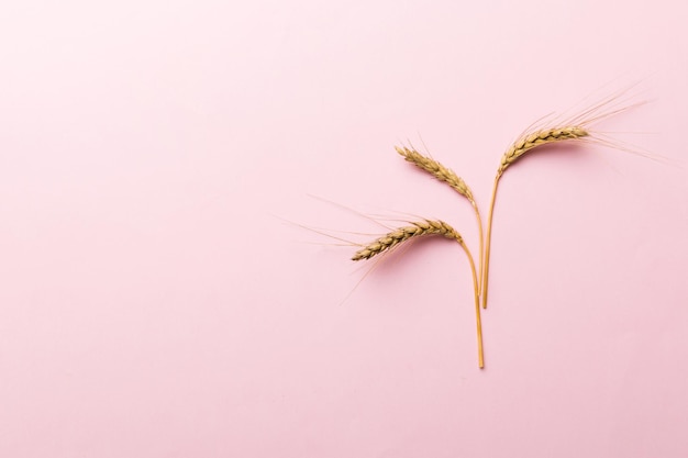 Sheaf of wheat ears close up and seeds on colored background Natural cereal plant harvest time concept Top view flat lay with copy space world wheat crisis