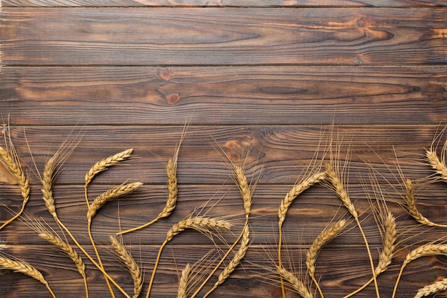 Sheaf of wheat ears close up and seeds on colored background Natural cereal plant harvest time concept Top view flat lay with copy space world wheat crisis