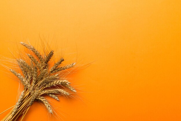 Sheaf of wheat ears close up and seeds on colored background Natural cereal plant harvest time concept Top view flat lay with copy space world wheat crisis